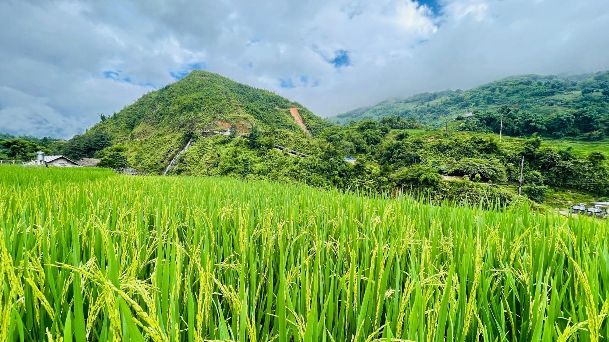Eco Rice Fields House Hostel Sa Pa Exterior photo